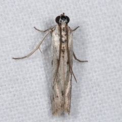 Phycitinae (subfamily) (A snout moth) at Melba, ACT - 17 Jan 2021 by kasiaaus