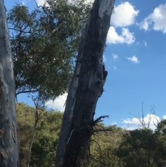 Callocephalon fimbriatum at Watson, ACT - 25 Jan 2021