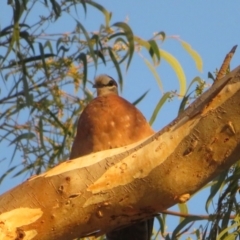Phaps chalcoptera (Common Bronzewing) at Hackett, ACT - 20 Jan 2021 by Christine
