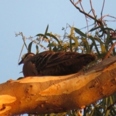 Phaps chalcoptera at Hackett, ACT - 20 Jan 2021