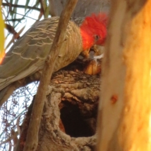 Callocephalon fimbriatum at Hackett, ACT - 20 Jan 2021