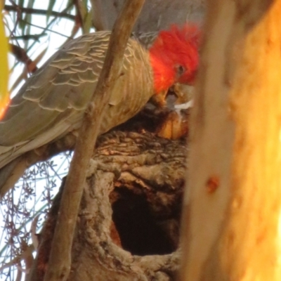 Callocephalon fimbriatum (Gang-gang Cockatoo) at Mount Majura - 20 Jan 2021 by Christine