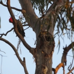 Callocephalon fimbriatum at Hackett, ACT - 20 Jan 2021