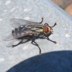 Sarcophagidae (family) (Unidentified flesh fly) at Holt, ACT - 21 Jan 2021 by Christine