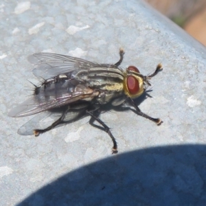 Sarcophagidae sp. (family) at Holt, ACT - 21 Jan 2021