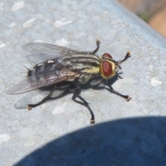 Sarcophagidae sp. (family) (Unidentified flesh fly) at Holt, ACT - 21 Jan 2021 by Christine