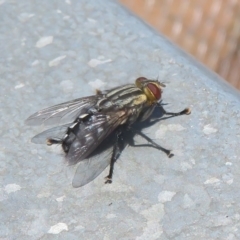 Sarcophagidae sp. (family) at Holt, ACT - 21 Jan 2021