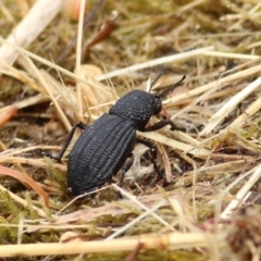 Amycterus sp. (genus) (Ground weevil) at Felltimber Creek NCR - 25 Jan 2021 by Kyliegw