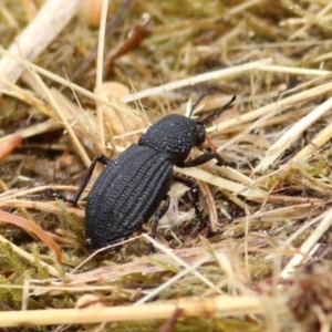 Amycterus sp. (genus) at Felltimber Creek NCR - 26 Jan 2021 10:32 AM