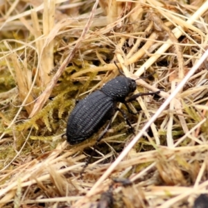 Amycterus sp. (genus) at Felltimber Creek NCR - 26 Jan 2021 10:32 AM