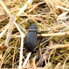 Amycterus sp. (genus) at Felltimber Creek NCR - 26 Jan 2021 10:32 AM