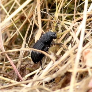 Amycterus sp. (genus) at Felltimber Creek NCR - 26 Jan 2021 10:32 AM