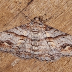 Gastrinodes bitaeniaria (Buff Bark Moth) at Melba, ACT - 18 Jan 2021 by kasiaaus