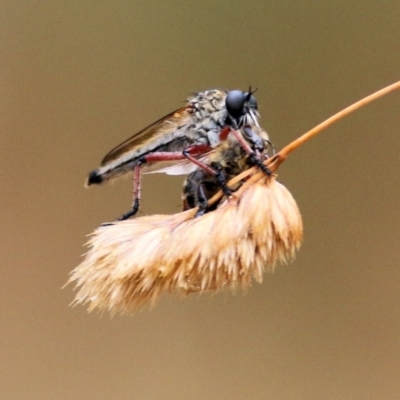 Unidentified Robber fly (Asilidae) at West Wodonga, VIC - 25 Jan 2021 by Kyliegw