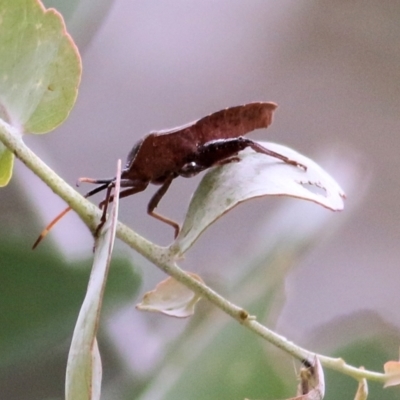 Unverified True bug (Hemiptera, Heteroptera) at Wodonga - 26 Jan 2021 by KylieWaldon