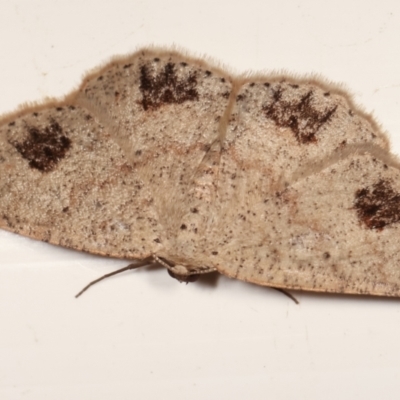 Casbia celidosema (A Geometer moth) at Melba, ACT - 18 Jan 2021 by kasiaaus