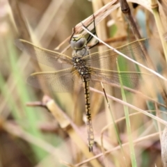 Anax papuensis (Australian Emperor) at West Wodonga, VIC - 25 Jan 2021 by Kyliegw