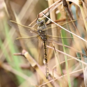 Anax papuensis at Felltimber Creek NCR - 26 Jan 2021 10:16 AM