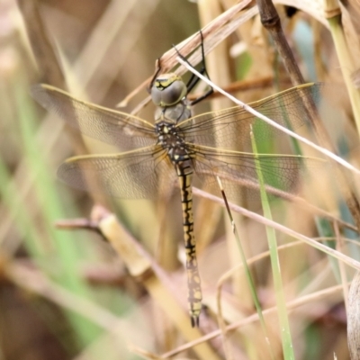 Anax papuensis (Australian Emperor) at West Wodonga, VIC - 25 Jan 2021 by Kyliegw