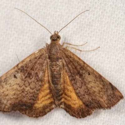 Chrysolarentia mecynata (Mecynata Carpet Moth) at Melba, ACT - 18 Jan 2021 by kasiaaus