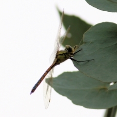 Hemicordulia tau (Tau Emerald) at West Wodonga, VIC - 25 Jan 2021 by Kyliegw