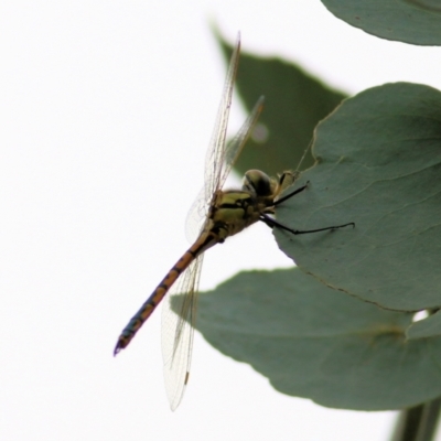 Hemicordulia tau (Tau Emerald) at Felltimber Creek NCR - 26 Jan 2021 by KylieWaldon