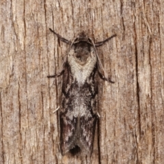 Oenochroa dinosema (A Concealer moth) at Melba, ACT - 18 Jan 2021 by kasiaaus