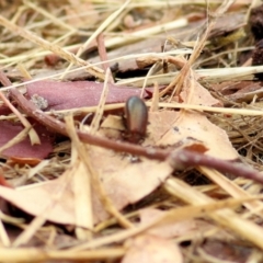 Unverified Beetle (Coleoptera) at Felltimber Creek NCR - 26 Jan 2021 by KylieWaldon
