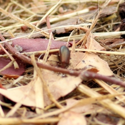 Unverified Beetle (Coleoptera) at Felltimber Creek NCR - 26 Jan 2021 by KylieWaldon