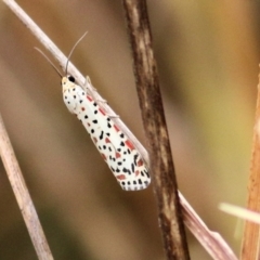 Utetheisa (genus) (A tiger moth) at West Wodonga, VIC - 25 Jan 2021 by Kyliegw