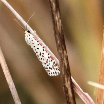 Utetheisa (genus) (A tiger moth) at West Wodonga, VIC - 25 Jan 2021 by Kyliegw