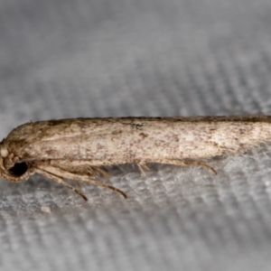 Blastobasis (genus) at Melba, ACT - 3 Jan 2021