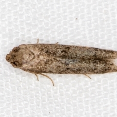 Blastobasis (genus) at Melba, ACT - 3 Jan 2021