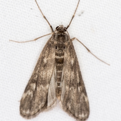 Hygraula nitens (Pond Moth) at Melba, ACT - 3 Jan 2021 by Bron