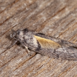 Oenochroa and Artiastis (genera) at Melba, ACT - 18 Jan 2021 10:51 PM