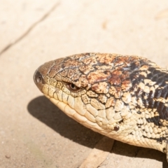 Tiliqua nigrolutea (Blotched Blue-tongue) at Kosciuszko National Park - 25 Jan 2021 by rawshorty