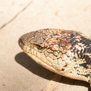 Tiliqua nigrolutea at Kosciuszko National Park, NSW - 25 Jan 2021 11:37 AM