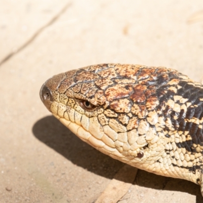 Tiliqua nigrolutea (Blotched Blue-tongue) at Kosciuszko National Park, NSW - 25 Jan 2021 by rawshorty