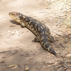 Tiliqua nigrolutea at Kosciuszko National Park, NSW - 25 Jan 2021