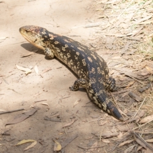 Tiliqua nigrolutea at Kosciuszko National Park, NSW - 25 Jan 2021 11:37 AM