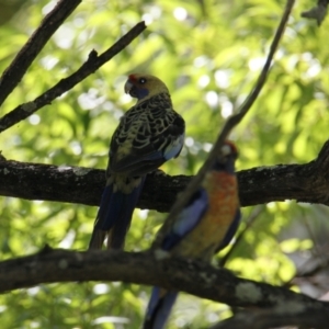 Platycercus elegans flaveolus at East Albury, NSW - 24 Jan 2021