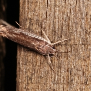 Phthonerodes peridela at Melba, ACT - 18 Jan 2021 11:06 PM