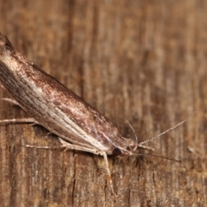 Phthonerodes peridela at Melba, ACT - 18 Jan 2021