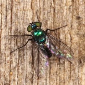 Dolichopodidae (family) at Melba, ACT - 16 Jan 2021