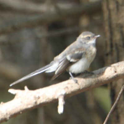 Rhipidura albiscapa (Grey Fantail) at Albury - 20 Jan 2021 by PaulF