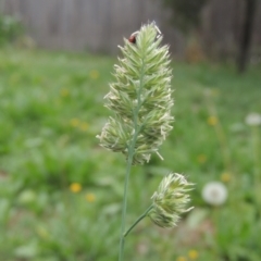 Dactylis glomerata (Cocksfoot) at Pollinator-friendly garden Conder - 12 Dec 2020 by michaelb