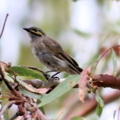Caligavis chrysops (Yellow-faced Honeyeater) at West Wodonga, VIC - 25 Jan 2021 by Kyliegw