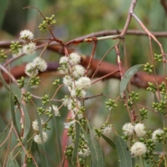 Eucalyptus bridgesiana (Apple Box) at West Wodonga, VIC - 26 Jan 2021 by Kyliegw