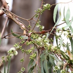 Eucalyptus bridgesiana at West Wodonga, VIC - 26 Jan 2021 10:11 AM