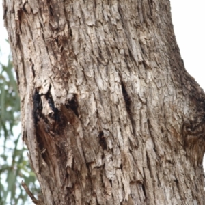 Eucalyptus bridgesiana at West Wodonga, VIC - 26 Jan 2021